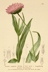 Pitkälehtinen leskikukka (Knautia longifolia) tekijältä German School