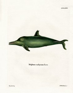Malayan Dolphin (värillinen kaiverrus) tekijältä German School