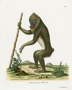Mandrill (värillinen kaiverrus) tekijältä German School