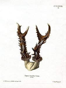 Mountain Hare Antlers (värillinen kaiverrus) tekijältä German School