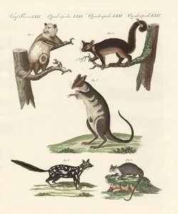 Marsupials tekijältä German School