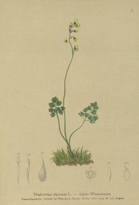 Meadow-rue (Thalictrum alpinum) tekijältä German School