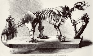 Megatherium Skeleton British Museumissa tekijältä German School