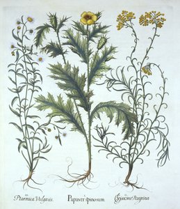 Meksikon unikko, merenranta olkikukka ja aivastus, Hortus Eystettensis, Basil Besler (1561-1629) pub. 1613 (käsinvärinen kaiverrus) tekijältä German School