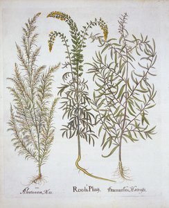 Mignonette, Southernwood ja Tarragon, Hortus Eystettensis, kirjoittanut Basil Besler (1561-1629), pub. 1613 (käsinvärinen kaiverrus) tekijältä German School