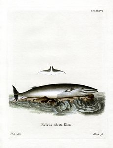 Minke Whale (värillinen kaiverrus) tekijältä German School