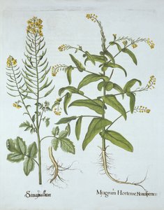 Hiirkrassi ja valkoinen sinappi, Hortus Eystettensis, kirjoittanut Basil Besler (1561-1629), pub. 1613 (käsinvärinen kaiverrus) tekijältä German School