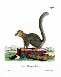 Mongoose Lemur (värillinen kaiverrus) tekijältä German School