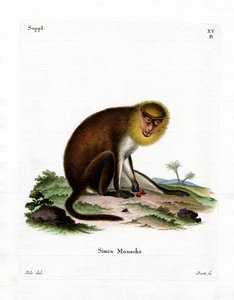 Monk Saki (värillinen kaiverrus) tekijältä German School