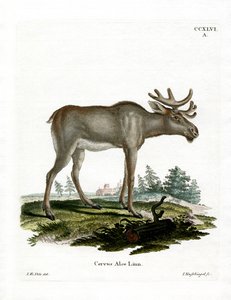 Hirvi (värillinen kaiverrus) tekijältä German School