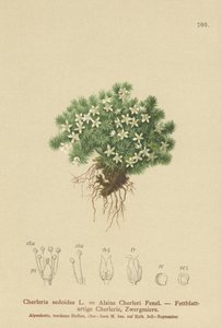 Mossy Cyphel (Cherleria sedoides, Minuartia sedoides, Alsine Cherleri) tekijältä German School