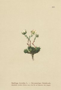 Sammaleinen saksifrage (Saxifraga bryoides) tekijältä German School