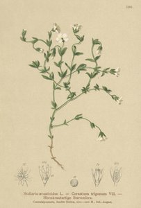 Vuoriherkku (Stellaria cerastioides, Cerastium trigonum) tekijältä German School