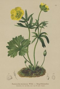 Varisjalka (Ranunculus montanus) tekijältä German School