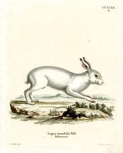 Mountain Hare (värillinen kaiverrus) tekijältä German School