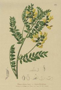 Vuorilinssi (Phaca alpina, Astragalus alpinus, Astragalus penduliflorus, Colutea alpina, Phaca alpina, Tragacantha penduliflora) tekijältä German School