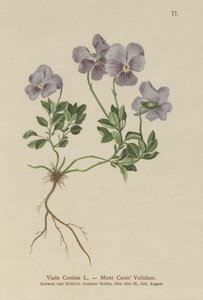 Mt. Cenis Pansy (Viola Cenisia) tekijältä German School