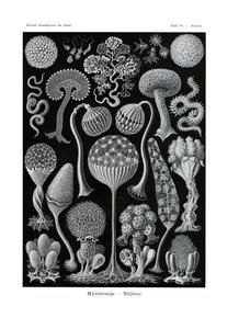 Mycetozoa, 1899-1904 tekijältä German School
