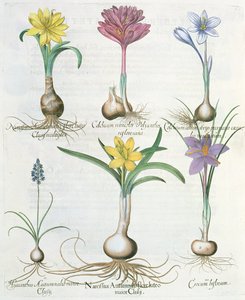 Narsissit, krookukset ja hyasintti: 1. Narcissus autumnalis; 2.Hyacinthus autumnalis; 3.Crocum biflorum; 4. Kolkium-albumi; 5. Colchium versicolor; 6. Narcissus autumnalis, Ba. Hortus Eystettensisistä tekijältä German School
