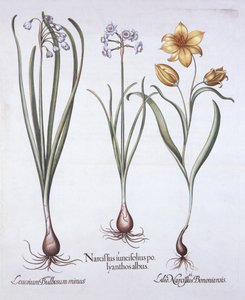 Narsissi, tulppaani ja kesälumihiutale, Hortus Eystettensis, kirjoittanut Basil Besler (1561-1629), pub. 1613 (käsinvärinen kaiverrus) tekijältä German School