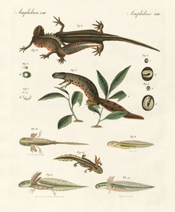 Merisalamanterin luonnonhistoria (värillinen kaiverrus) tekijältä German School