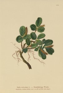 Verkkolehtinen paju (Salix reticulata) tekijältä German School