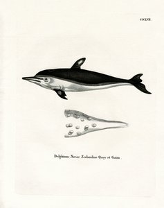 New Zealand Dolphin (värillinen kaiverrus) tekijältä German School