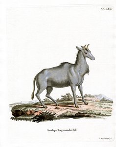 Nilgai (värillinen kaiverrus) tekijältä German School