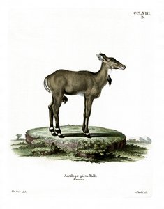 Nilgai (värillinen kaiverrus) tekijältä German School