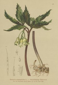 Yhdeksänlehtinen korallivierre (Dentaria enneaphyllos) tekijältä German School