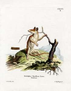 Pohjois-Amerikan Opossum (värillinen kaiverrus) tekijältä German School