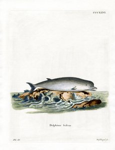 Northern Bottlenose Whale (värillinen kaiverrus) tekijältä German School