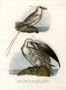 Northern Gannet, 1864 tekijältä German School