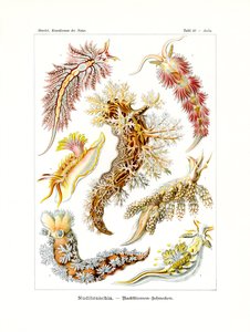Nudibranchia, 1899-1904 tekijältä German School