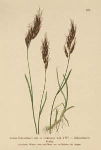 Kauraruoho (Avena Scheuchzeri, Avena versicolor, Avena alpina) tekijältä German School