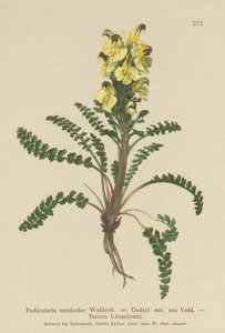 Oeders lousewort (Pedicularis versicolor, Pedicularis Oederi) tekijältä German School