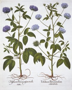 Yksikukkaiset apilat, Hortus Eystettensis, kirjoittanut Basil Besler (1561-1629), pub. 1613 (käsinvärinen kaiverrus) tekijältä German School