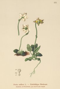 Yksikukkainen talvivihreä (Pirola uniflora, Pyrola uniflora, Moneses uniflora, Monesis uniflora) tekijältä German School
