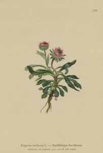 Oneflower Fleabane (Erigeron uniflorus) tekijältä German School