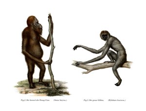 Orang-Outang, 1860 tekijältä German School