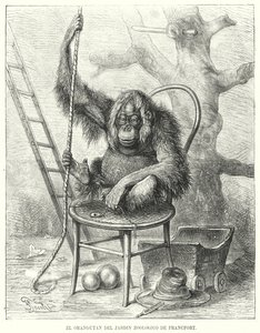 Orangutan Frankfurtin eläintarhassa, Saksassa (litho) tekijältä German School