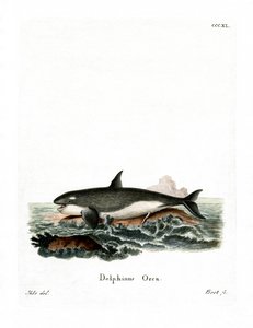 Orca (värillinen kaiverrus) tekijältä German School