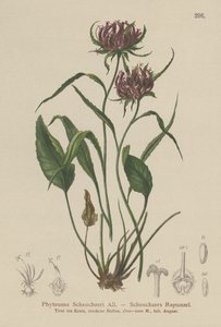 Oxford Rampion (Phyteuma Scheuchzeri) tekijältä German School
