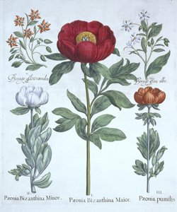Paeonies ja purasruoho, Hortus Eystettensis, kirjoittanut Basil Besler (1561-1629), pub. 1613 (käsinvärinen kaiverrus) tekijältä German School