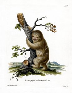 Pale-throated Sloth (värillinen kaiverrus) tekijältä German School