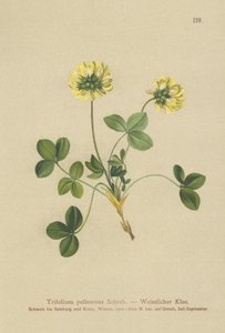 Vaaleaapila (Trifolium pallescens) tekijältä German School