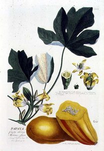 Papaija, kaiverrettu Johann Jakob Haid (1704-67) levy 7 kasvitieteellisestä kirjasta, pub. kirjoittanut Augustus Vind (värillinen kaiverrus) tekijältä German School
