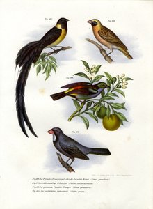 Paratiisi Whydah, 1864 tekijältä German School