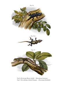 Peach Anole (väri litho) tekijältä German School