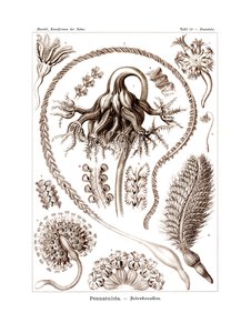 Pennatulida, 1899-1904 tekijältä German School